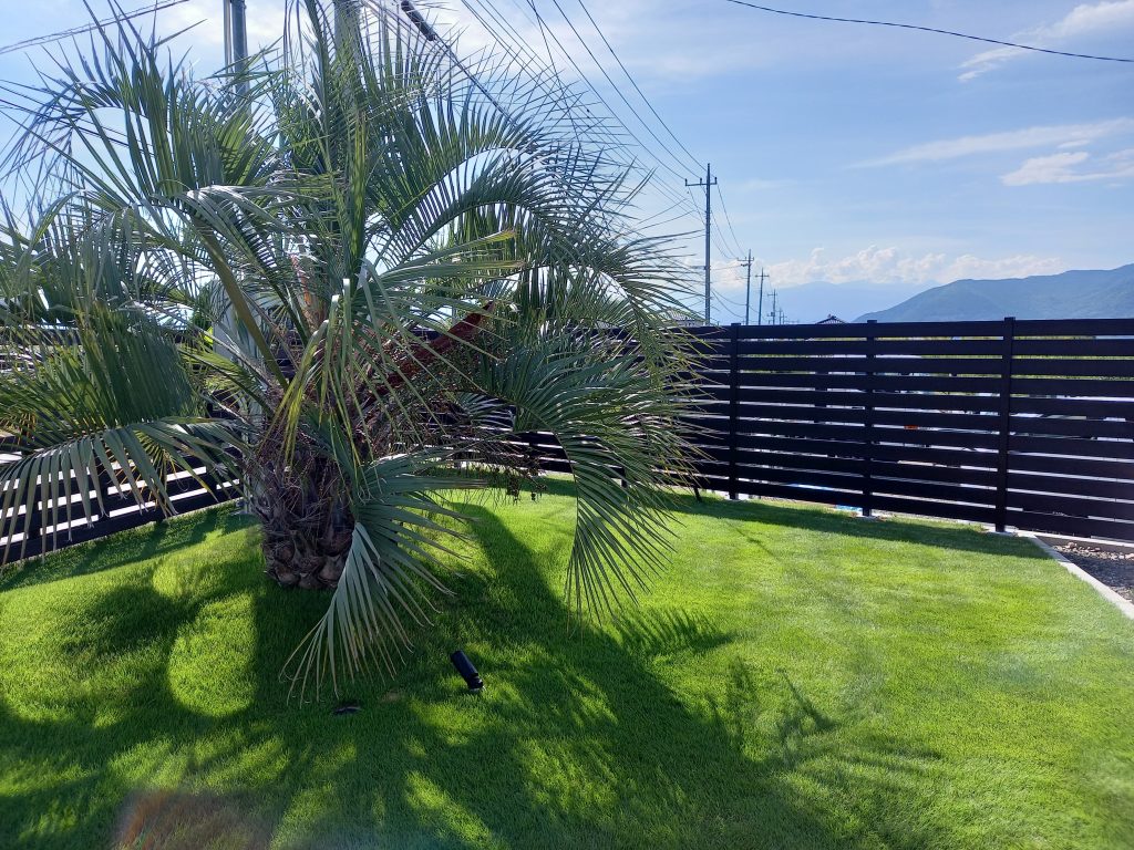 ココスヤシと芝生